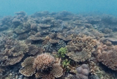 Terumbu Karang Pulau Gusung PPU Dapat Suntikan Dana Pelestarian Rp 30 Juta
