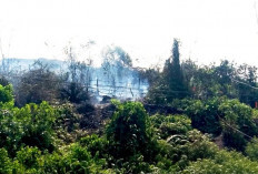 29 Titik Karhutla Terpantau di Kutim, Sangatta Selatan hingga Bengalon Masuk Zona Rawan 