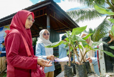 Pisang Kepok Grecek dan Cavendish jadi Bibit Unggul Program Ketahanan Pangan di IKN