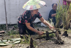 Syukuran Hasil Panen, Masyarakat Adat Dayak di Ujoh Bilang Mahulu Gelar Ritual Nebukoq