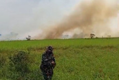 Disbun Kaltim Belum Temukan Kebun Sengaja Dibakar, Pengawasan Libatkan Banyak Pihak