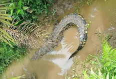 Mulai mengancam di Permukiman Warga, Pemkab Kutum Butuh Bantuan Bangun Penangkaran Buaya 