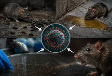 Waspada Hantavirus! Kenali Gejala dan Cara Mencegah Virus Mematikan dari Tikus