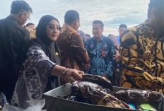 5 Ton Ikan Murah Ludes, Pemkab Berau Perluas Bazar Ikan ke Tanjung Redeb 
