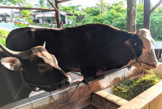 Pemerintah Belanjakan Rp100 Miliar untuk 1.098 Sapi Kurban Presiden