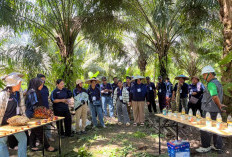 Tiga Kampung di Berau Jadi Sasaran Peningkatan Kompetensi Petani Sawit oleh PT NPN
