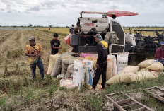 Paser Catat Surplus Beras, Pemkab Siapkan Fasilitas Pengolahan untuk Nilai Tambah Pertanian