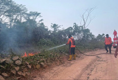 Karhutla Kaltim Melonjak di Agustus 2026, Lahan Seluas 1.027,94 Hektare Terbakar dari 306 Kejadian
