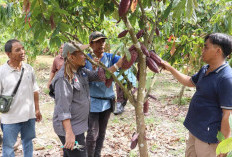 PAMA BRCB Gelar Pelatihan GAP dan Fermentasi Kakao, Perkuat Keterampilan Teknis Petani