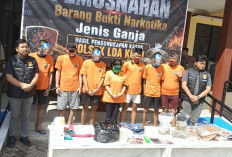 Polsek Loa Kulu Ungkap Jaringan Ganja 3,3 Kilogram, 7 Tersangka Diamankan 