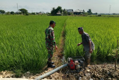 Air Sawah Kaltim Menyusut, 2.000 Hektare Lahan Pertanian Terancam Gagal Panen