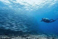 Disbudpar Berau Bidik Promosi Spot Diving Barakuda Maratua Lewat Event Deep and Extreme Indonesia