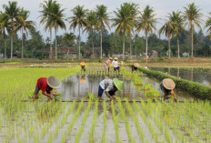 Kubar Siapkan Industri Farming Skala Besar, Potensi 1.400 Hektare Lahan Jadi Modal Ketahanan Pangan