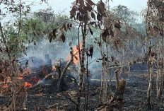 Ini 4 Daerah Paling Rawan Ancaman Karhutla Versi BPBD Kaltim 