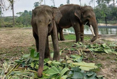 Terlalu Lama di Penampungan, Gajah Deo-Sinta Tak Bisa Dilepasliarkan, Keturunannya Punya Peluang 