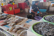 Penataan Pedagang Ikan di Tanjung Batu Mulai Terlihat, TPI Resmi Jadi Pusat Distribusi