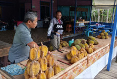 Musim Durian 2026 Lebih Panjang, Pedagang di Sendawar Raup Hingga Rp15 Juta per Bulan