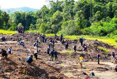 Terbebas dari Tambang Ilegal, OIKN Fokus Rehabilitasi Hutan Konservasi IKN