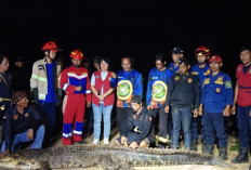 Buaya Penerkam Alfi di Kenyamukan Akhirnya Ditangkap, Prosesnya Menegangkan 