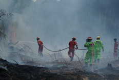PT Berau Coal Konsisten Tangani Karhutla, Lakukan Pemantauan hingga Pemadaman Langsung