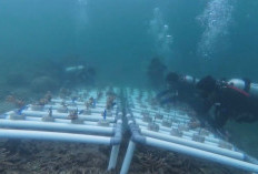 Selamatkan Ekosistem Bawah Laut, Pemuda di Kutim Ini Lakukan Transplantasi Terumbu Karang