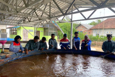 Panen Ikan saat Jeda Musim Tanam, Bioflok Jadi Solusi Petani PPU Hadapi Kemarau