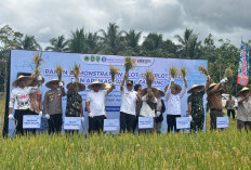 Produksi Padi Kaltim Tahun 2025 Naik Menjadi 270 Ribu Ton, Kukar Jadi Lumbung Utama Beras