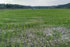 Pemkab Kukar Usulkan Rekayasa Cuaca di Sejumlah Titik, Fokus Selamatkan Sawah Kekeringan