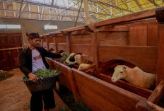 Permintaan Daging Domba di Kaltim Capai 6.000 Ekor per Bulan