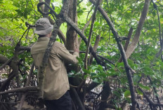 BRIN Ungkap Populasi Mangrove Langka di Teluk Balikpapan Terancam Punah