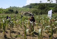 Produksi 131 Ton di 2025, Berau Tulang Punggung Pengadaan Jagung Ternak Regional