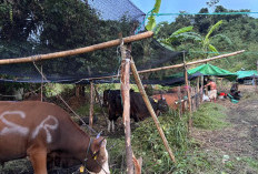 BBM Naik, Harga Jual Sapi di Samarinda Ikut Melonjak 