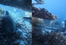 Viral WNA China Diduga Tombak Penyu di Raja Ampat, Kemenpar Minta Semua Pihak Diusut