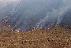 Dalami Dugaan Pidana, Kemenhut Bentuk Tim Khusus Usut Kebakaran Gunung Bromo