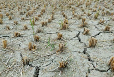 PBB Ungkap Dampak El Nino 2026-2027, 49 Juta Orang Terancam Krisis Pangan