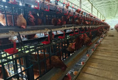 DPRD Paser Soroti Dinas Kelola Ayam Petelur, Kadis Sebut untuk Kendalikan Inflasi