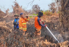 Karhutla di Penajam Paser Utara: 188 Kejadian, 454 Hektare Lahan Hangus Terbakar