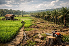 Tanpa Irigasi dan Regulasi Pendukung, Ribuan Hektare Sawah di Sangkima Terancam Hilang