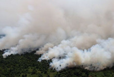 Terkait Karhutla, Izin 5 Perusahaan di Kalimantan Barat Ditutup