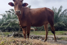 Kejar Swasembada Daging, Pemkab Kutim Targetkan 100 Pedet Sapi lewat Program Sikomandan