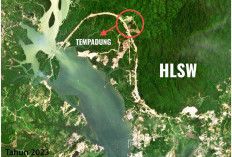 Hutan Lindung Sungai Wain Dibabat, Alarm DeforestasiMenyala di Balikpapan