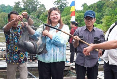 88 Keramba Beroperasi, Panen Perdana KJA Mamahak Ulu Tunjukkan Hasil Menjanjikan