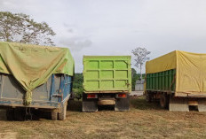 Illegal Logging di Hutan Desa Besiq Terbongkar, 3 Truk Muatan Kayu Ulin Diamankan