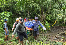 Polsek Bongan Tangkap Satu Terduga Kasus Pembunuhan di Kebun Sawit 