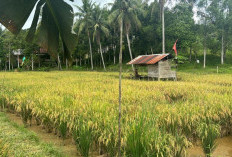 Lahan Pertanian di Kukar Diserang Hama, Bantuan dari Pemerintah Terkendala Aturan