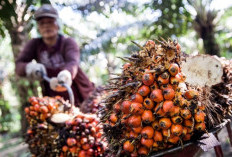 Ranking Harga Sawit Nasional Terbaru: Sumut Juara, Kaltim Urutan Berapa? 