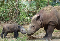  Siap Berkontribusi Selamatkan Habitat Badak Kalimantan, Ini Langkah yang Dilakukan Pemkab Kubar