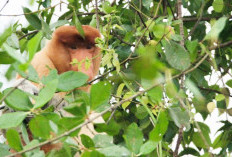 Pulau Besing Tawarkan Sensasi Susur Sungai: Bekantan hingga Kalong jadi Daya Tarik 