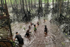 Benteng Pesisir Kaltim, Bontang Mangrove Park Bukan Sekedar Objek Wisata