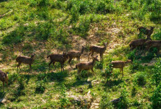 Rusa Sambar Makin Sering Muncul di IKN, Otorita Klaim Ekosistem Alami Mulai Pulih 